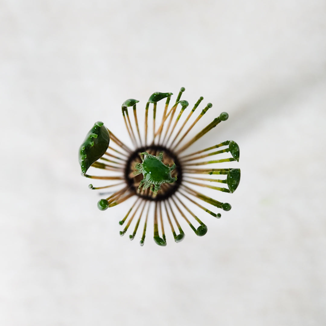 Traditional Japanese bamboo matcha whisk (chasen), highlighting its fine craftsmanship