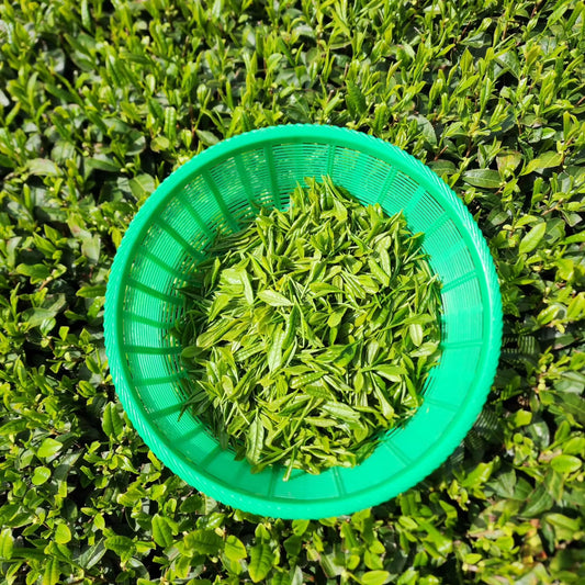 matcha tea leaf in 1 basket