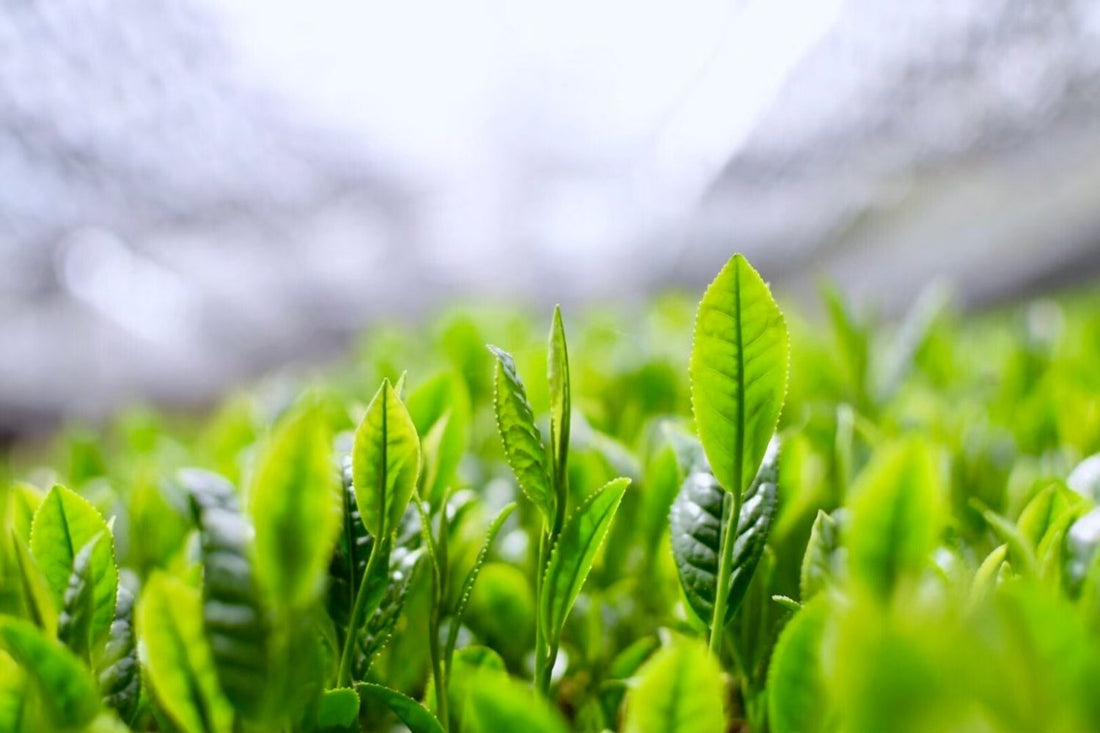 What is Shincha?