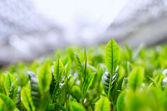 What is Shincha?