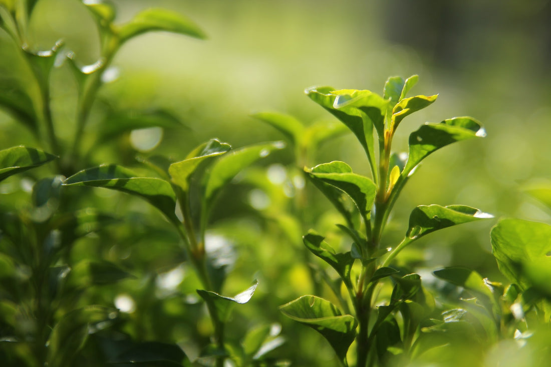 Top 3 Benefits of Drinking Green Tea