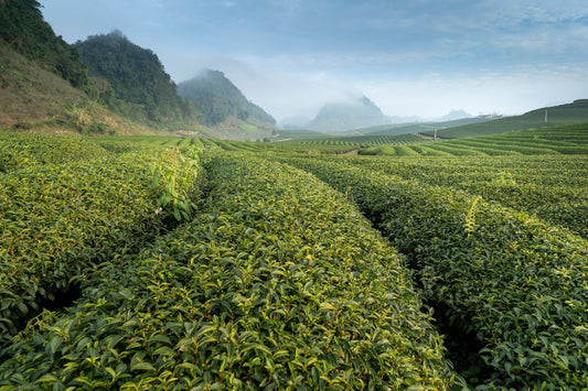 Japanese Green Tea vs Chinese Green Tea